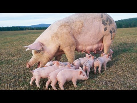 Видео: ИНЪЕКЦИЯ ЖЕЛЕЗОМ  И  ПРИВИВКИ ПОРОСЯТАМ - СОСУНАМ.