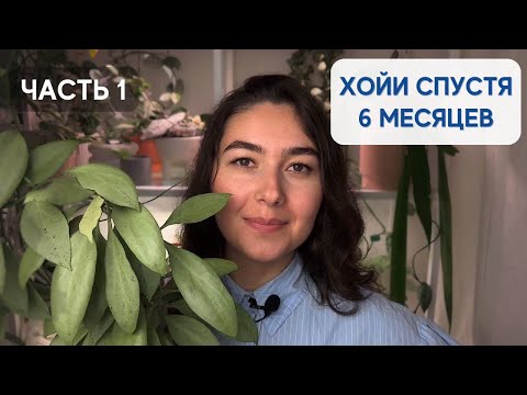 Видео: Мои ХОЙИ | обзор КОЛЛЕКЦИИ | часть 1