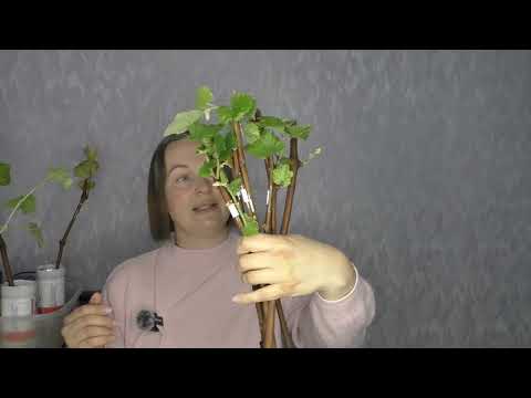Видео: Не спешите с укоренением черенков! Разница между ранним и поздним укоренением