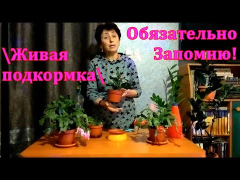 Видео: Что делать с декабристом после цветения. Выкручивание сегментов. Живая подкормка