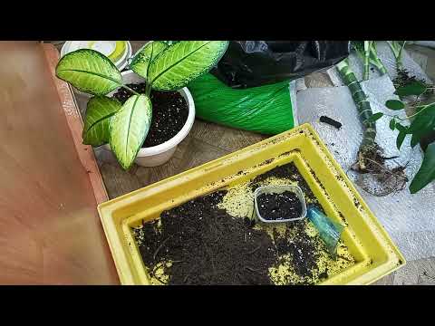Видео: Диффенбахия Рефлектор,отделяю деток.Диффенбахия Рудольфа роерса.