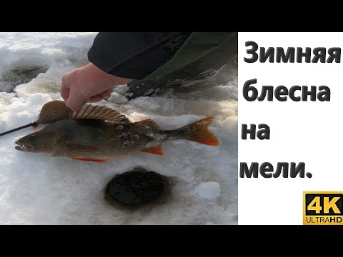 Видео: Ловля окуня на мели на зимнюю блесну. Маропедка на маленькой глубине.