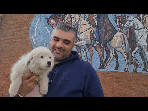 Видео: Бездомный щенок из Осетии уехал жить в Москву