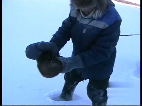 Видео: Киис