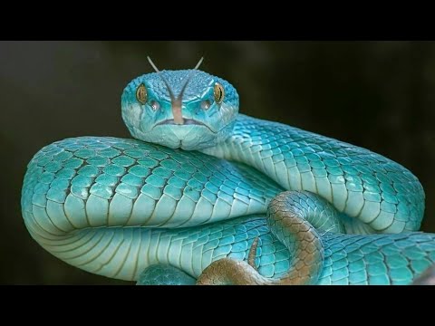 Видео: ВЛЕЧУГИ, презентация за 7. клас