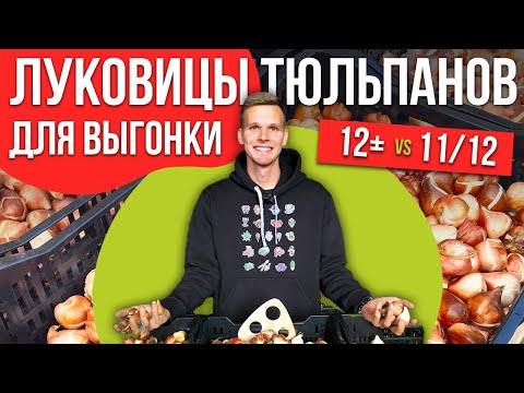 Видео: Калибры луковиц тюльпанов для коммерческой выгонки. Урок №4