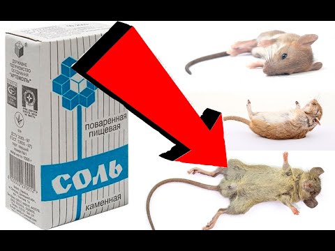 Видео: Как избавиться от мышей За 003 Секунды ! ! !