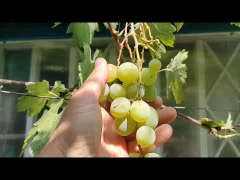 Видео: 2-3 сентября 2025