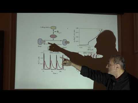 Видео: Атауллаханов Ф. И.-Биофизика регуляторных процессов-4.Регуляция метаболизма гликогена адреналином-2