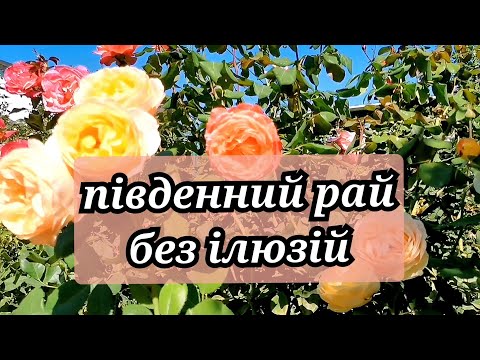 Видео: Особливості вирощування троянд на Півдні 👌