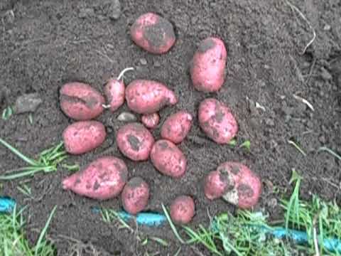 Видео: 2022-Картофель-Белый лебедь-Лили-Ирбитский-Барс/Лапоть/