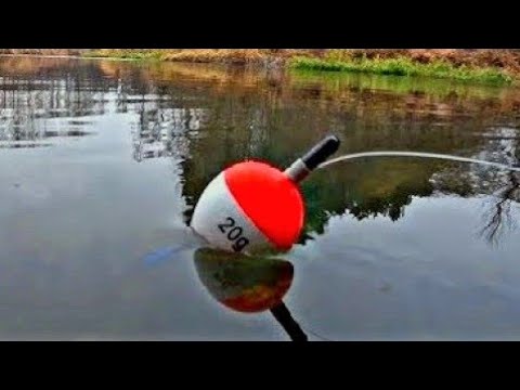 Видео: ЩУКА НА ЖИВЦА. ЛОВЛЯ ЩУКИ НА ПОПЛАВОК ОСЕНЬЮ.