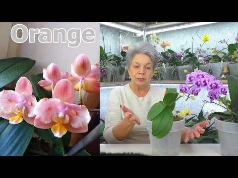 Видео: Ответ на самый главный вопрос - КОГДА ОРХИДЕЮ МОЖНО ПЕРЕСАДИТЬ ? Жизнь после пересадки.