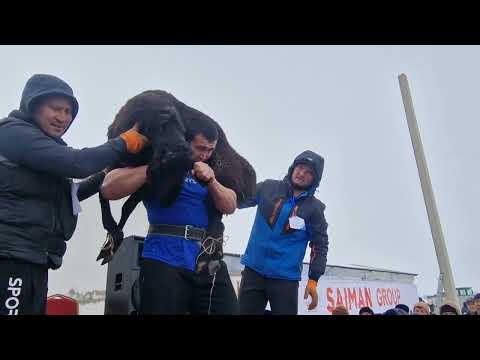 Видео: 97 кг қошқарды көтеріп рекорд жасады / 2 наурыз 2024 г.