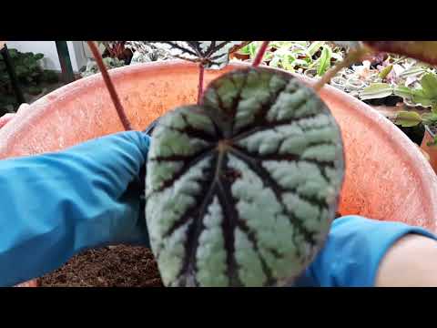 Видео: Деление бегонии, еще один способ омоложения