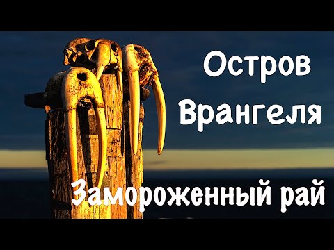 Видео: Остров Врангеля. "Замороженный рай"/ The Wrangel Island. Frozen Paradise. / Природа