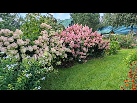 Видео: Сад в конце августа. Делюсь красотой.