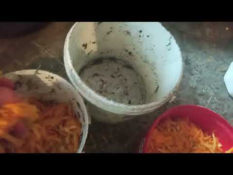 Видео: Покупка кози 