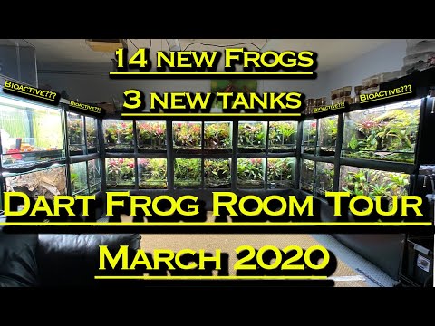 Видео: Экскурсия по комнате ядовитых лягушек-дротиков в марте 2020 г. 14 новых лягушек! 3 новых Вива!!