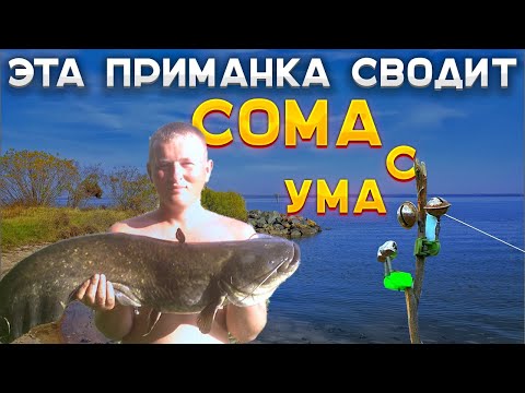 Видео: Лучшая приманка на СОМА. ЛОВЛЯ СОМА ДЕДОВСКИМ СПОСОБОМ НА ВОЙЛОК. КАК ЛОВИТЬ СОМА в 2025 году