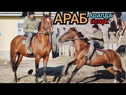 Видео: Араб күлүк АРАЛДА ҮЧ АТ 😱АЛИБАБА ТАЛАШТА КАЛДЫ  САНАТ АКЕДЕ