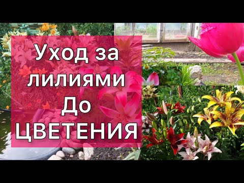 Видео: ЛИЛИИ: Болезни, вредители, подкормка.