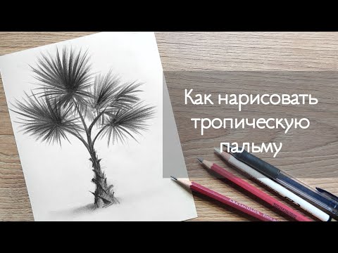 Видео: УРОК 4 - КАК ЛЕГКО НАРИСОВАТЬ ТРОПИЧЕСКУЮ ПАЛЬМУ | Нарисовать пальму поэтапно !