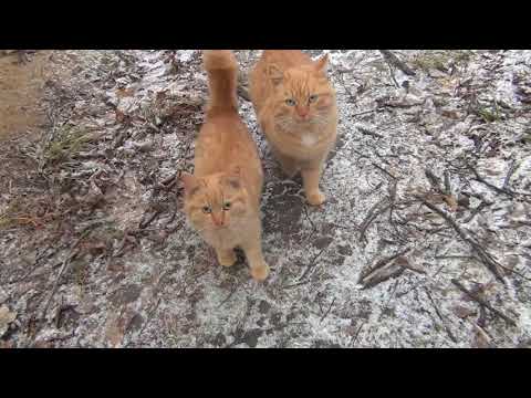Видео: Котята ищут дом рыжие к деньгам, чёрные от сглаза