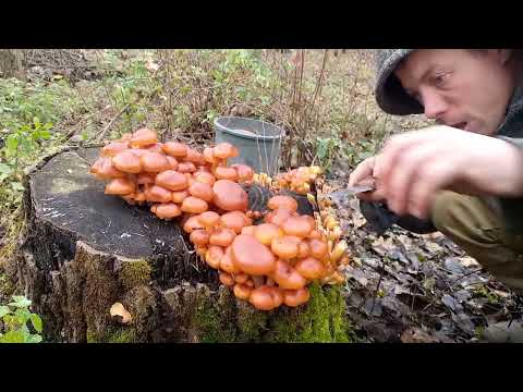 Видео: Грибы.