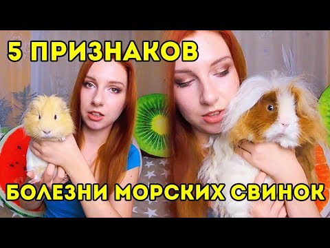 Видео: 5 ПРИЗНАКОВ БОЛЕЗНИ МОРСКИХ СВИНОК | SvinkiShow