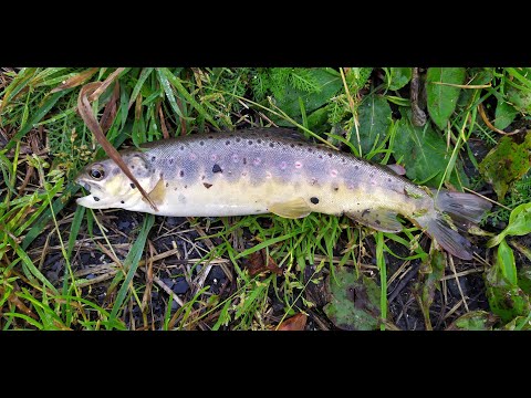 Видео: #206 Ручей | Форель на мормышинг |