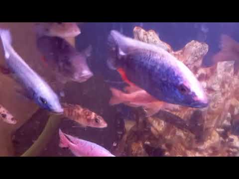 Видео: Хлопоты продолжение кормления. 