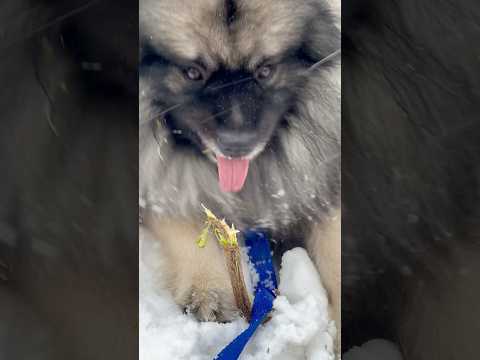 Видео: Гром санитар леса #keeshond #кеесхонд #шпиц