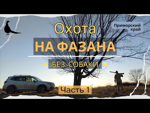 Видео: Охота на фазана без собаки. 2024 часть 1 (Pheasant hunting without a dog. 2024 part 1)
