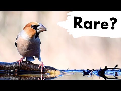 Видео: Найдены 2 новых вида птиц в британском лесу!