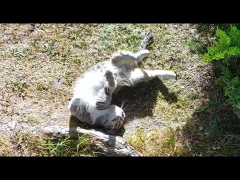 Видео: Киска Василиска гуляет, кувырки) сентябрь 2025