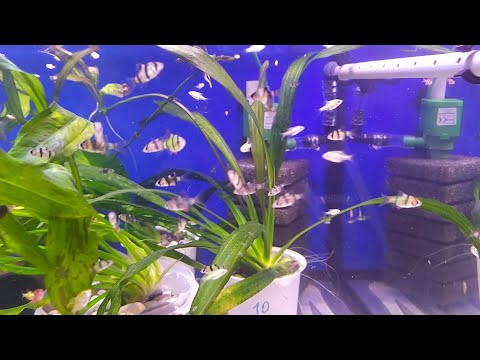 Видео: Модернизация аквариумной помпы, доработка и установка.