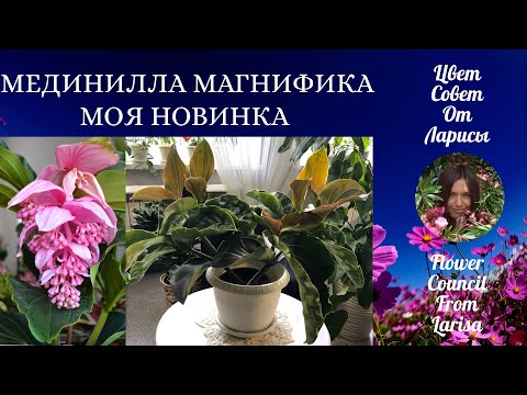 Видео: МЕДИНИЛЛА МАГНИФИКА МОЯ НОВИНКА 4К