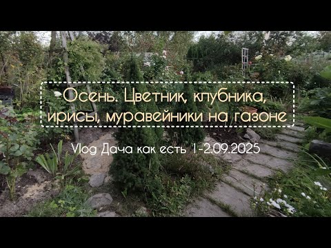 Видео: Осень. Новый старый цветник, клубника и ирисы/ vlog дача как есть 1-2.09.2025