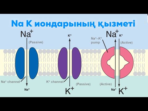 Видео: Na K иондарының маңызды қызметтері