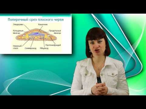 Видео: Плоские черви. Онлайн подготовка к ЕГЭ по Биологии.