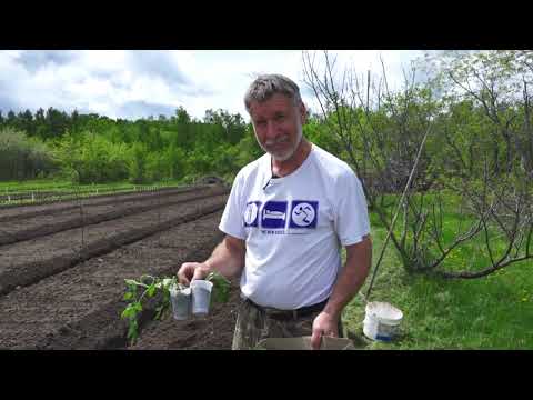 Видео: Зеленый сад фильм № 338 "Томаты.Огурцы.Капуста.Виноград" 29.05.21г. Хабаровск (zeleniisad.ru)