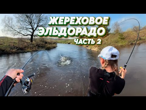 Видео: Попали на ЖОР Жереха! Такая рыбалка бывает РАЗ в ЖИЗНИ! Жерех на спиннинг
