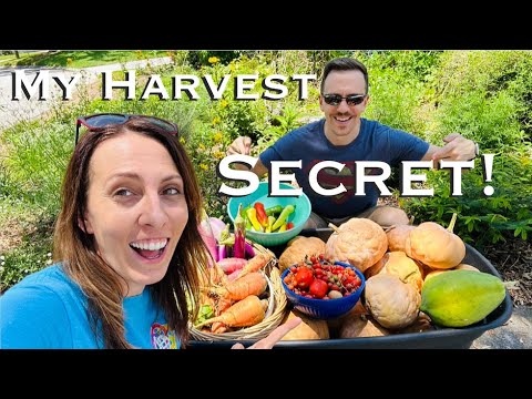 Видео: Хотите больше урожая? Выращивайте эти цветы-опылители!