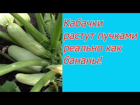 Видео: Всего одна подкормка, после которой кабачки завалят вас урожаем!