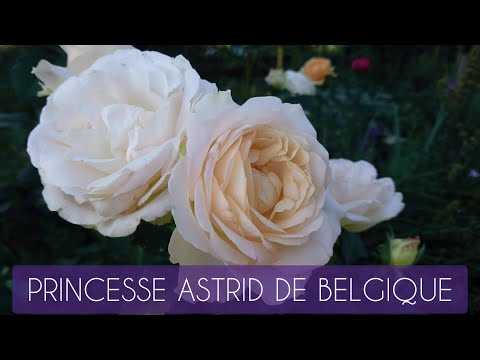 Видео: Роза-сенсация, новинка Princesse Astrid de Belgique (Delbard)! Будущий БЕСТСЕЛЛЕР и ХИТ всех садов!!