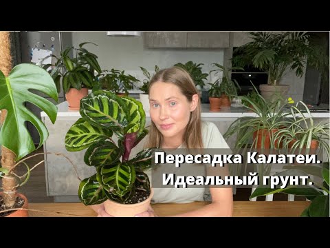 Видео: Пересадка Калетеи. Идеальный грунт для Калатеи.