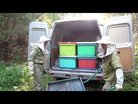 Видео: ПЕРЕВОЗКА УЛЬЕВ С ПЧЕЛОСЕМЬЯМИ НА СТАЦИОНАРНУЮ ПАСЕКУ🔥🔥🔥