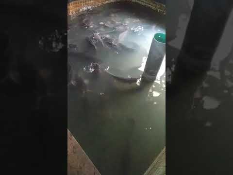 Видео: клариевый сом кормление