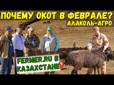 Видео: Даём второй шанс для 1000 овец. Сколько баранов нужно на одну отару для естественного осеменения?
